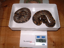 Pair DH VPI Snow near shed. Male on left.