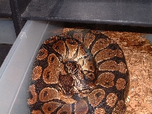 female L4C