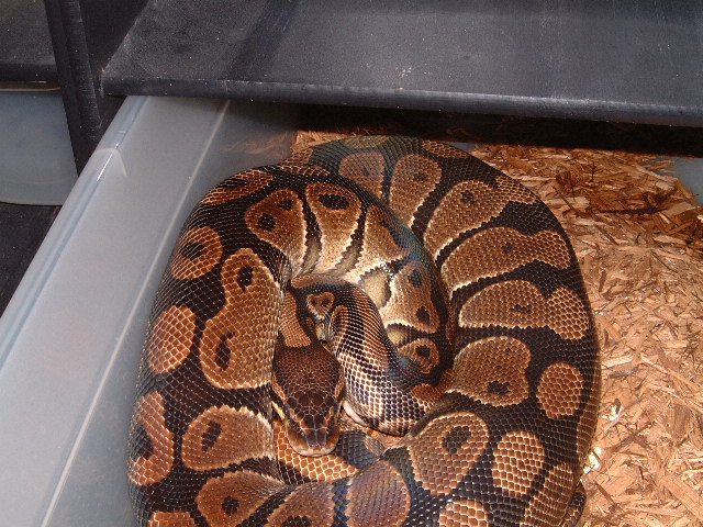 female L4C