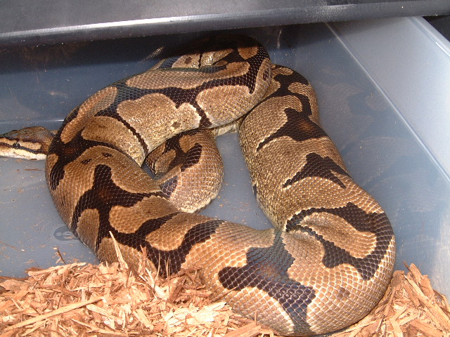 female L5C