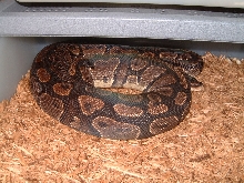 female T6