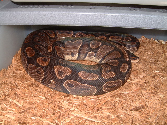 female T6