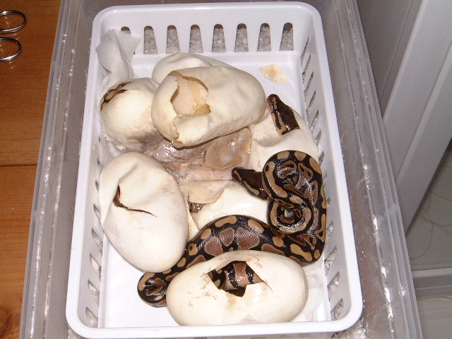 Spider clutch 0ne hatching