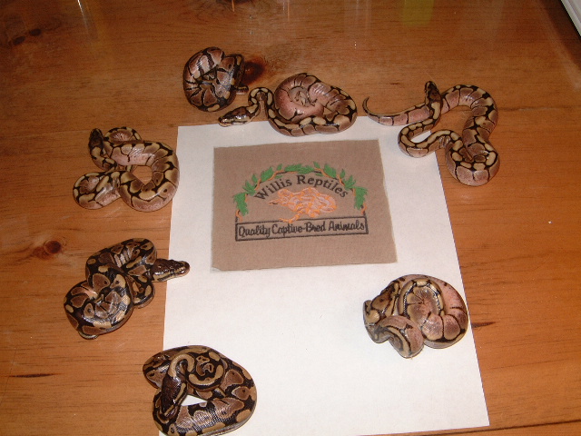 Spider clutch 0ne hatching