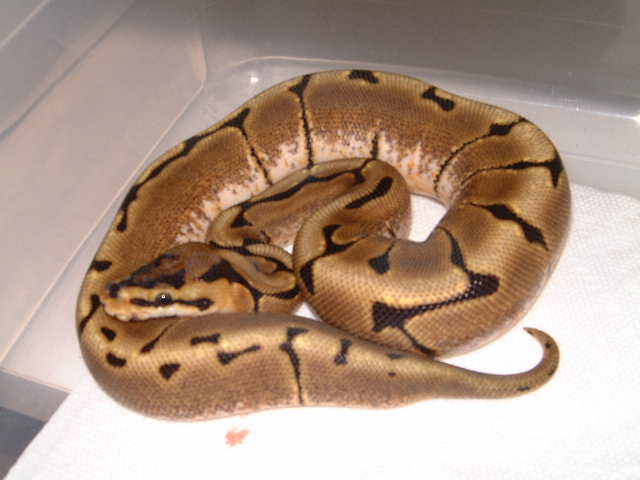 Spider female