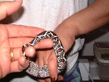 Suriname male