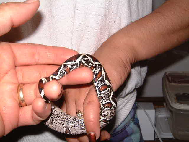 Suriname male