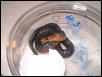 baby Texas Indigo