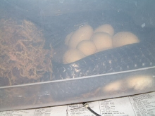 Texas Indigo eggs