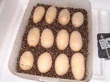 Texas Indigo eggs