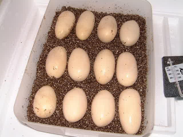 Texas Indigo eggs