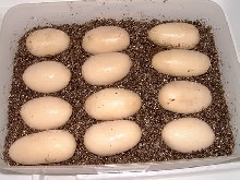 Texas Indigo eggs