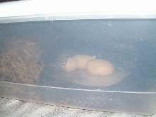 Texas Indigo egg starting to come out