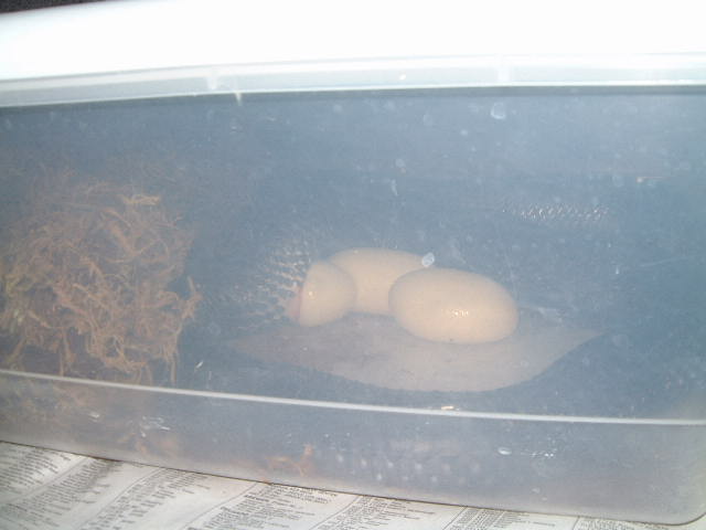 Texas Indigo egg starting to come out