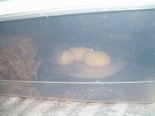 Texas Indigo egg halfway