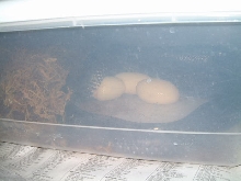 Texas Indigo laying egg