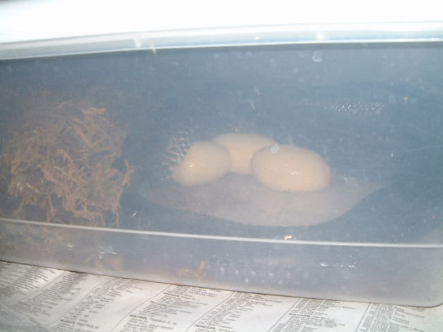 Texas Indigo laying egg