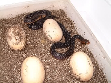 Texas Indigo babies