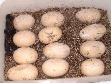 Texas Indigo babies