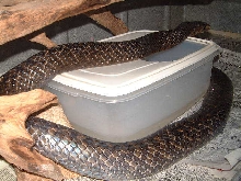 Texas Indigo male