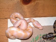 Albino het AXan.