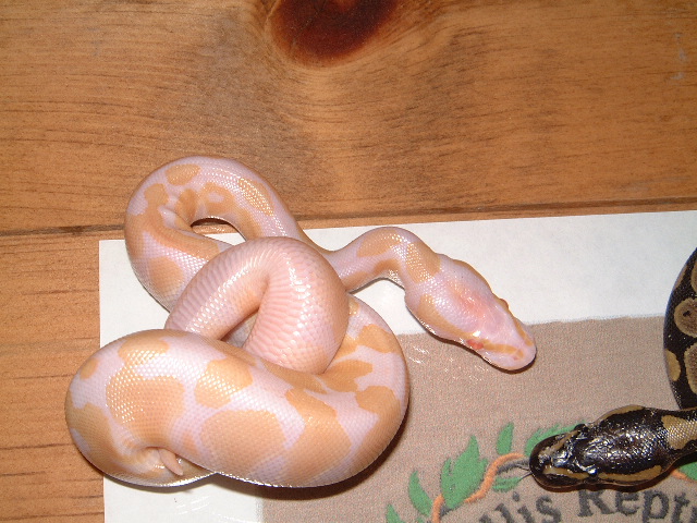 Albino het AXan.