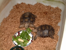 Emys Sharing Dinner