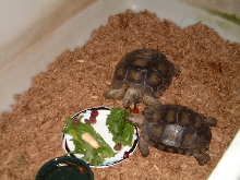 Emys Sharing Dinner