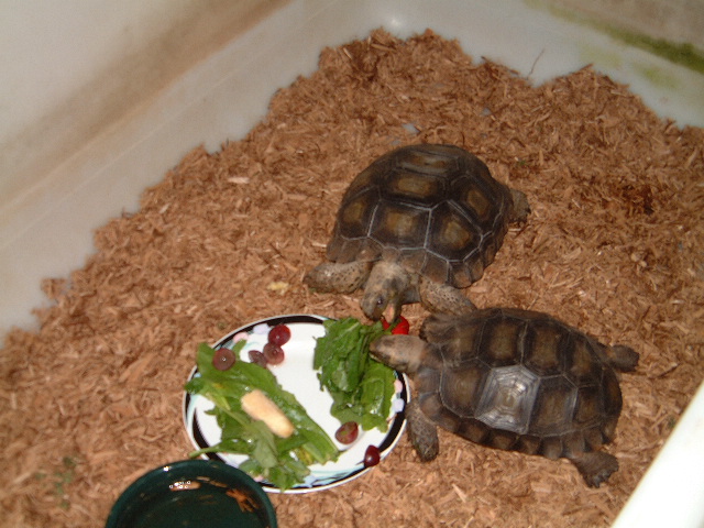 Emys Sharing Dinner