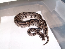 VPI line Axanthic PHS