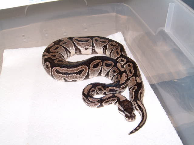 VPI line Axanthic PHS