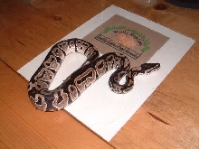 VPI line Axanthic PHS