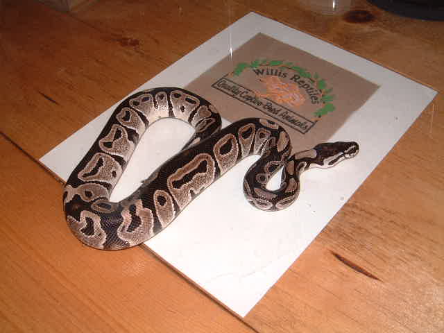 VPI line Axanthic PHS
