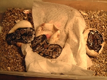 VPI Axanthic 50% pos.het.Snow babies