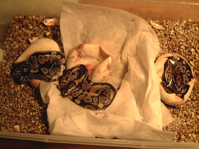 VPI Axanthic 50% pos.het.Snow babies