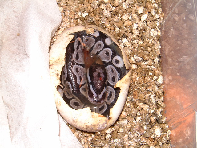 VPI Axanthic 50% pos.het.Snow