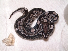 VPI Axanthic 50% pos.het.Snow