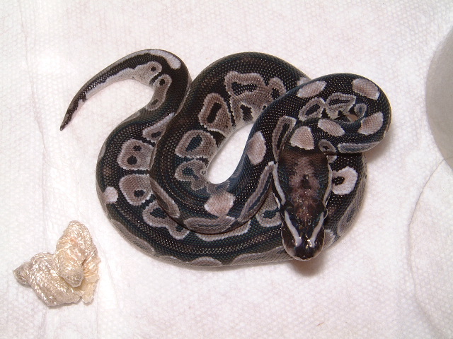 VPI Axanthic 50% pos.het.Snow