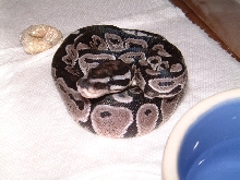 VPI Axanthic 50% pos.het.Snow