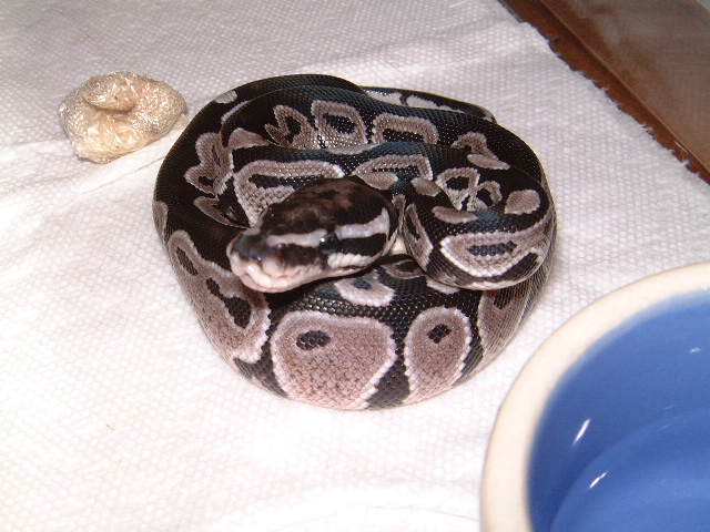 VPI Axanthic 50% pos.het.Snow