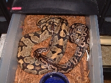 Axanthic x Ghost