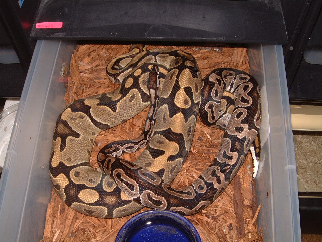 Axanthic x Ghost