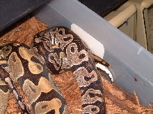 Axanthic x Ghost