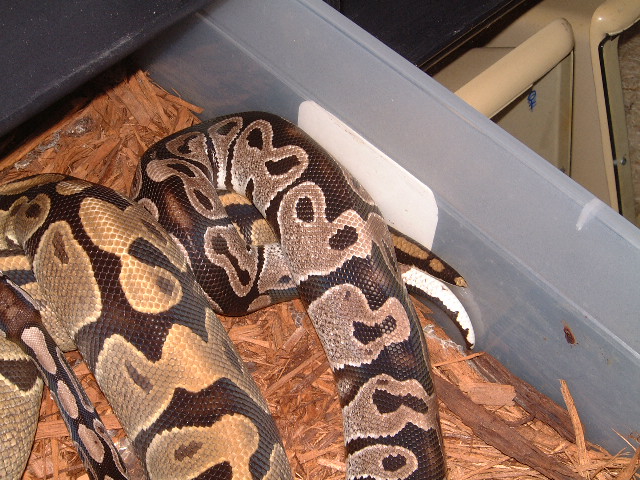 Axanthic x Ghost