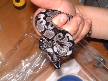 VPI Axanthic 50% pos.het.Snow