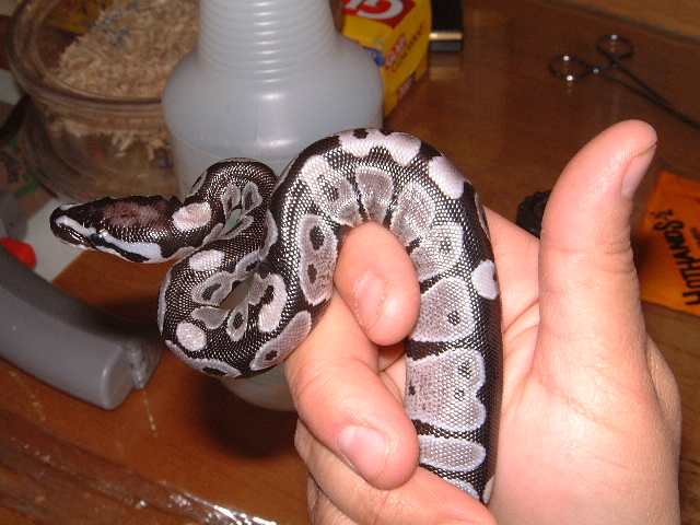VPI Axanthic 50% pos.het.Snow