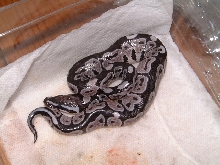 VPI Axanthic 50% pos.het.Snow