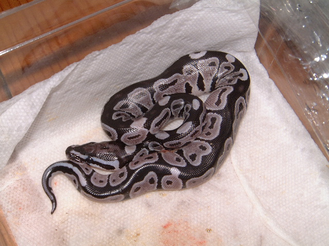 VPI Axanthic 50% pos.het.Snow
