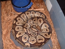Gravid Het Axanthic female