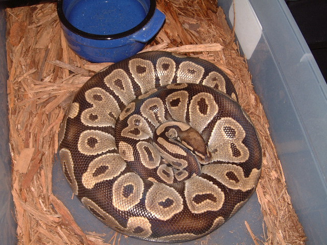 Gravid Het Axanthic female